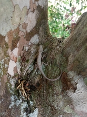 Anolis ustus