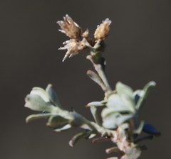 Helichrysum pentzioides