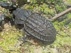 Somaticus