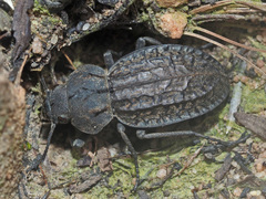 Somaticus