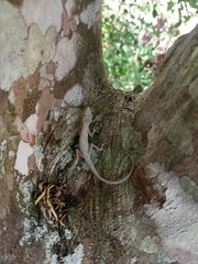 Anolis ustus