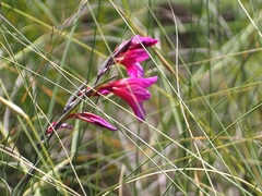 Gladiolus