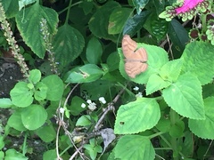 Junonia iphita