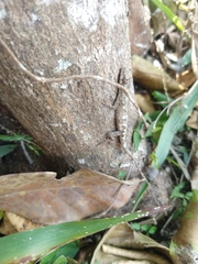 Anolis ustus