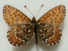 Boloria polaris