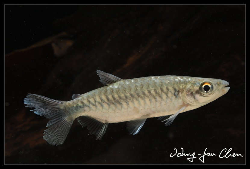 Characin