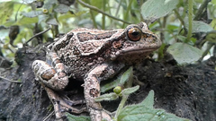 Gastrotheca riobambae