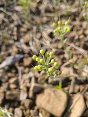Physaria ovalifolia alba