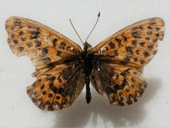 Boloria polaris