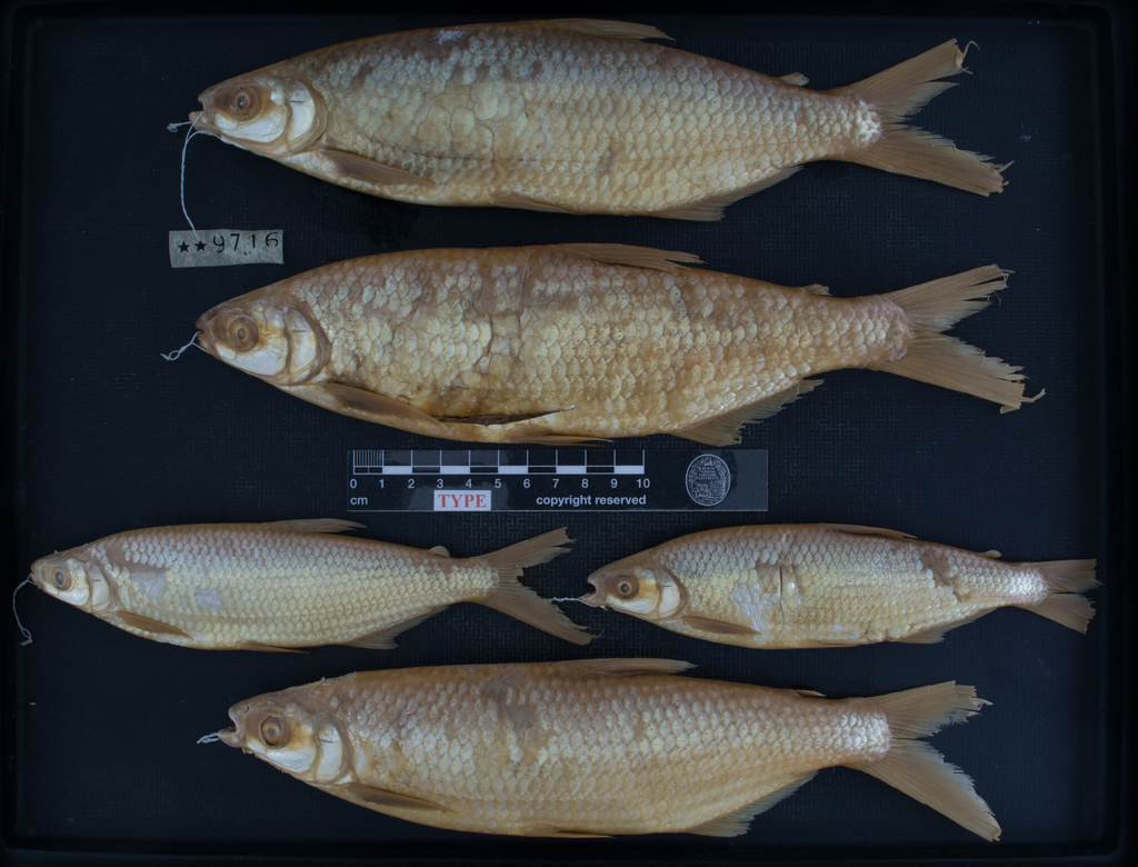 Characin