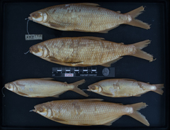 Characin photo 1
