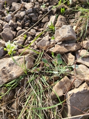 Physaria ovalifolia alba