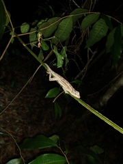 Anolis lemurinus