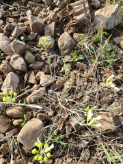 Physaria ovalifolia alba