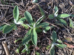 Pilosella officinarum