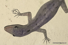 Cnemaspis littoralis