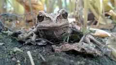 Gastrotheca riobambae