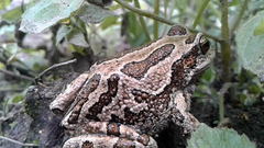 Gastrotheca riobambae
