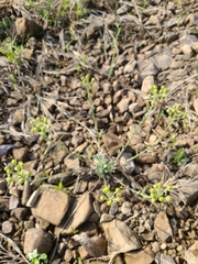 Physaria ovalifolia alba