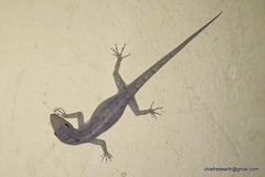 Cnemaspis littoralis