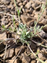 Physaria ovalifolia alba