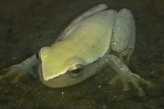 Tlalocohyla smithii