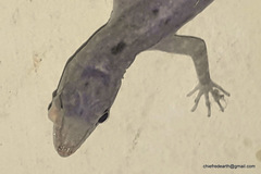 Cnemaspis littoralis