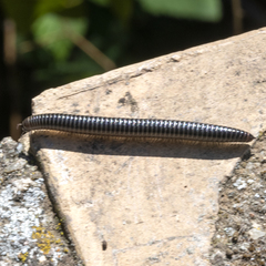 Ommatoiulus sabulosus aimatopodus