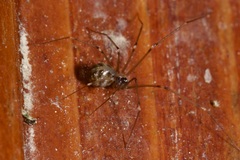 Hoplopholcus forskali