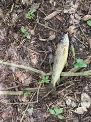 Megaleporinus obtusidens