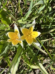 Tulipa urumiensis