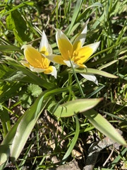 Tulipa urumiensis