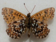 Boloria polaris