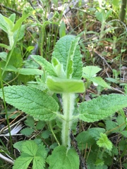 Stachys albens