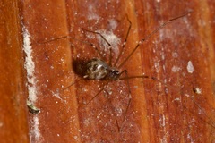 Hoplopholcus forskali