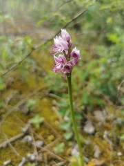 Orchis simia simia