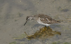 Tringa glareola