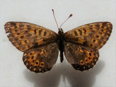 Boloria polaris