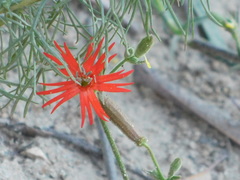 Silene laciniata laciniata