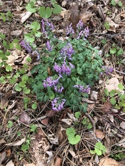 Corydalis solida