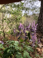 Corydalis solida