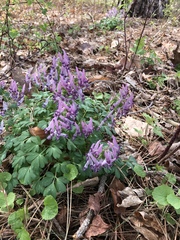 Corydalis solida