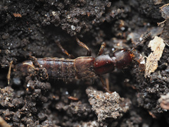 Platydracus zonatus