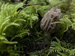 Morchella norvegiensis