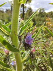 Echium lusitanicum