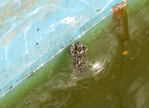 European Green Toad