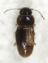 Ptinella ferruginea