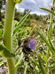 Echium lusitanicum