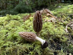 Morchella norvegiensis