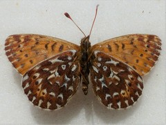 Boloria polaris